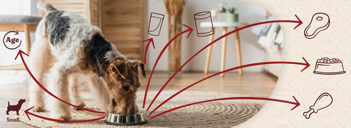 How to Choose the Right Dog Food