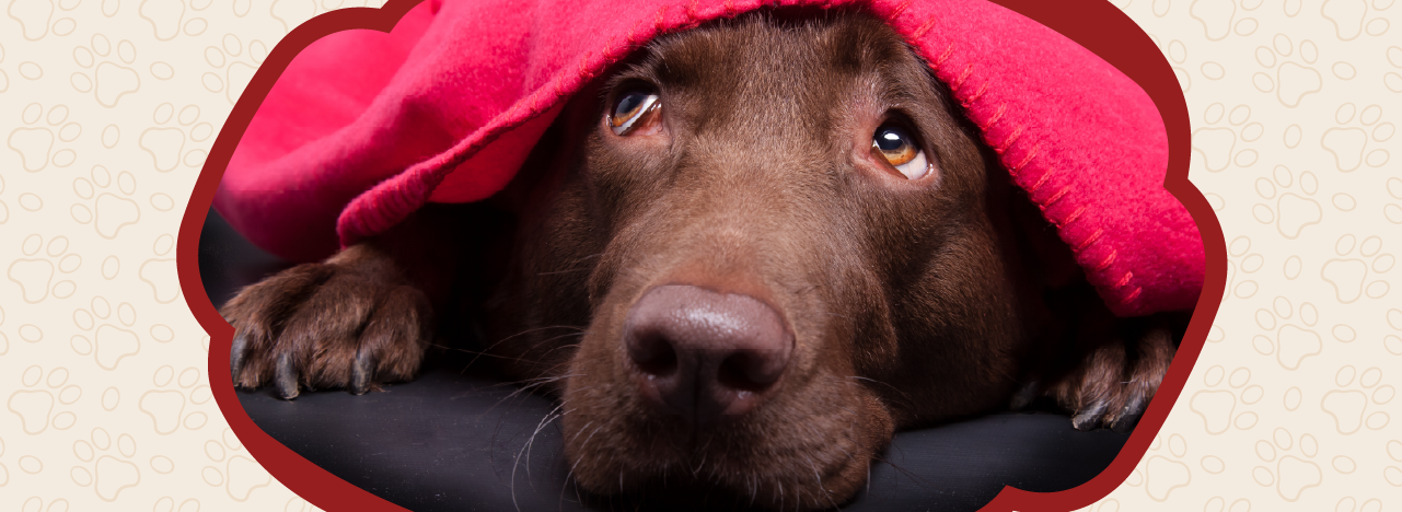 Dog under red blanket with anxiety