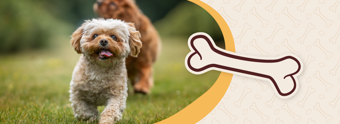 How to Socialize Your Puppy Before They're Fully Vaccinated