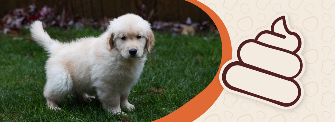 Puppy potty training outside