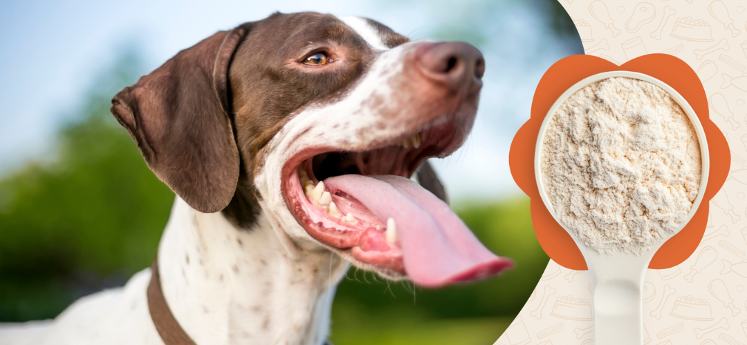 Why I Stopped Giving My Dog Multivitamins (What I Give Instead)